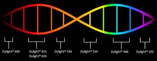 生物科技新里程 Dylight標記抗體促銷助力前沿研發